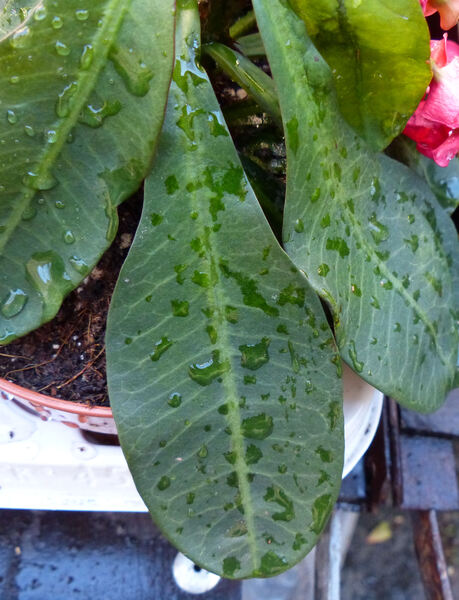 Euphorbia milii Desmoul. 'Miltiana Ballerina'