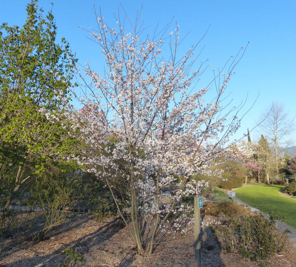 Prunus x yedoensis Matsum.