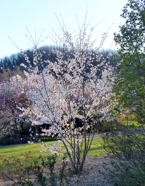 Prunus x yedoensis Matsum.