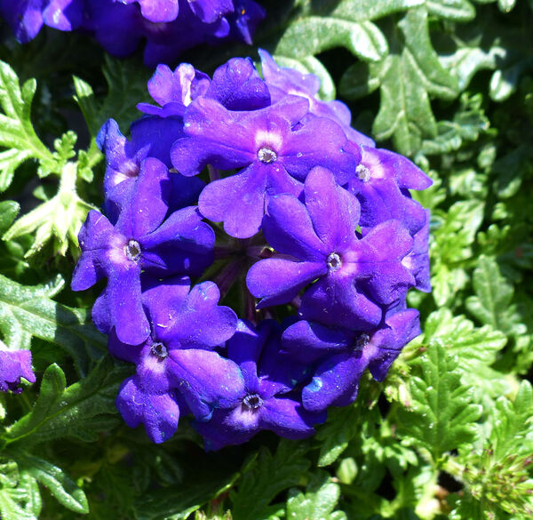 Verbena 'Vepita® Blue Violet'