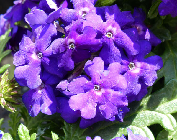 Verbena 'Vepita® Blue Violet'