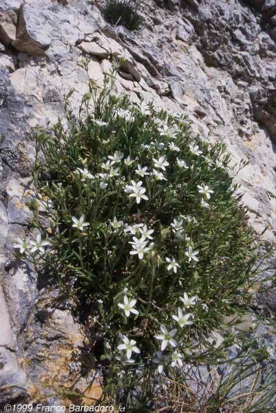 Mcneillia graminifolia (Ard.) Dillenb. & Kadereit subsp. clandestina (Port.) Dillenb. & Kadereit