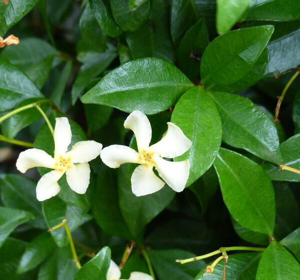 Trachelospermum asiaticum Nakai
