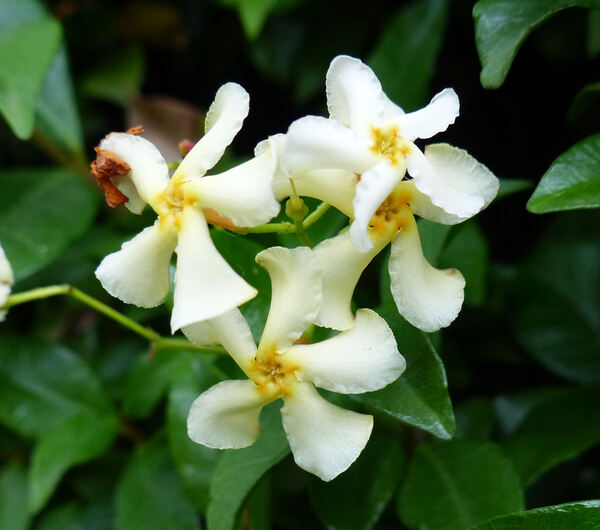 Trachelospermum asiaticum Nakai