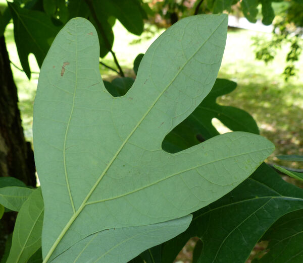 Sassafras albidum (Nutt.) Nees