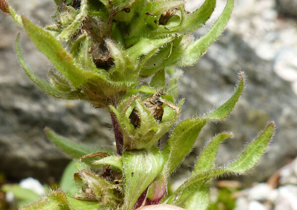 Campanula thyrsoides L.
