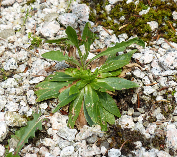 Campanula thyrsoides L. subsp. thyrsoides