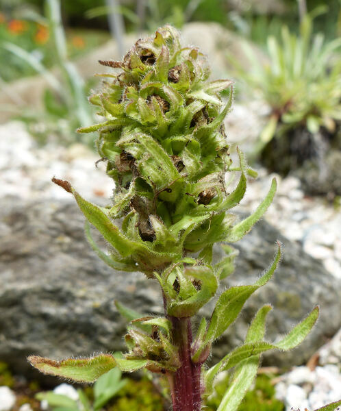 Campanula thyrsoides L. subsp. thyrsoides
