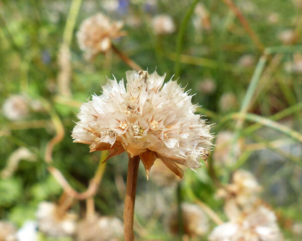 Armeria gracilis Ten. subsp. majellensis (Boiss.) Arrigoni