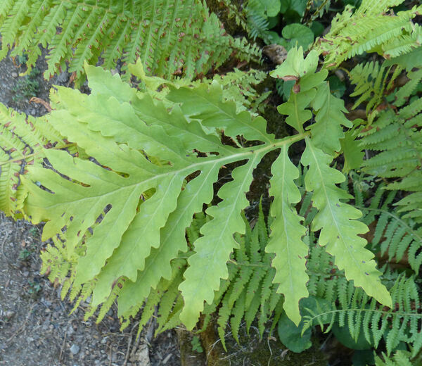 Onoclea sensibilis L.