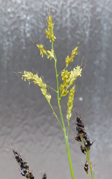 Sorghum bicolor (L.) Moench subsp. bicolor