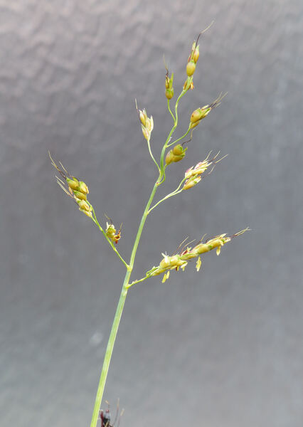Sorghum bicolor (L.) Moench subsp. bicolor