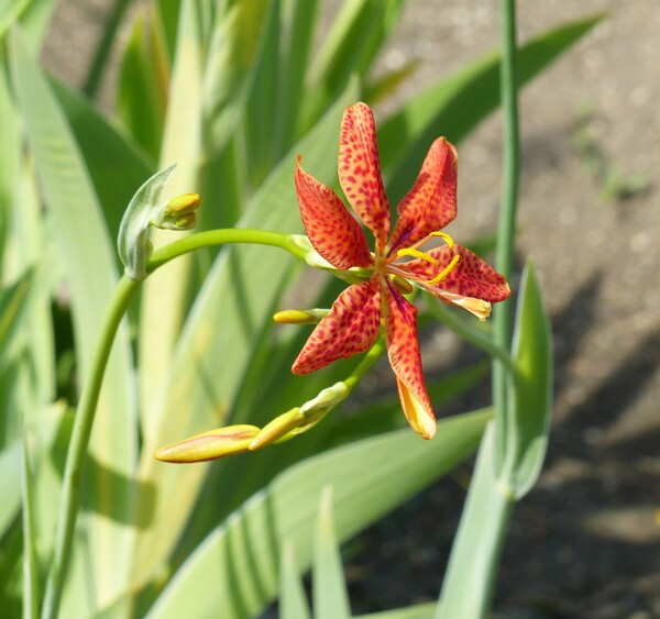Iris domestica (L.) Goldblatt & Mabb.