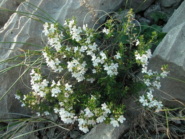 Satureja montana L. subsp. variegata (Host) P.W.Ball
