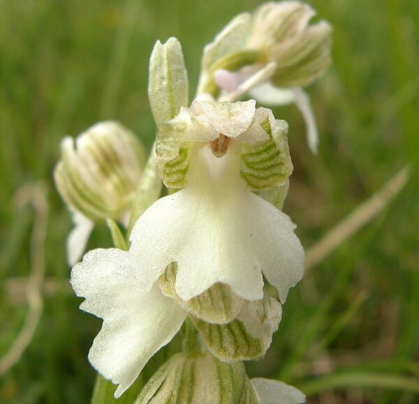 Anacamptis morio (L.) R.M.Bateman, Pridgeon & M.W.Chase