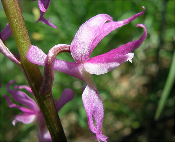 Orchis mascula (L.) L. subsp. speciosa (Mutel) Hegi