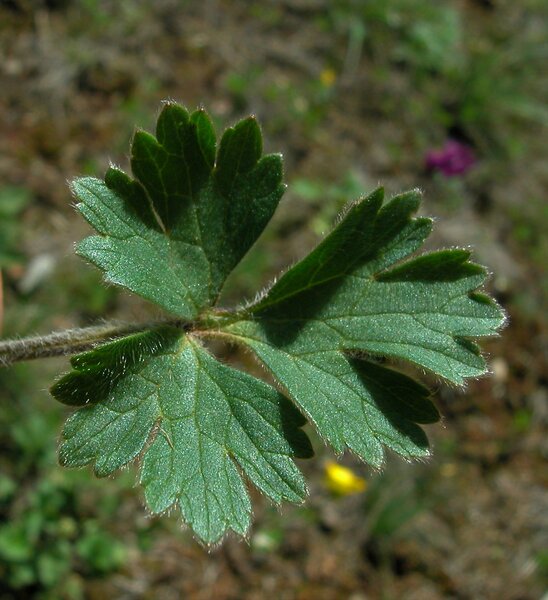 Ranunculus bulbosus L.