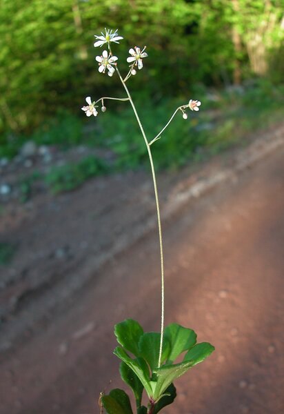 Saxifraga cuneifolia L. subsp. robusta D.A.Webb