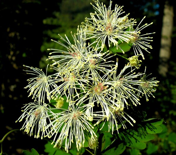 Thalictrum aquilegiifolium L. subsp. aquilegiifolium