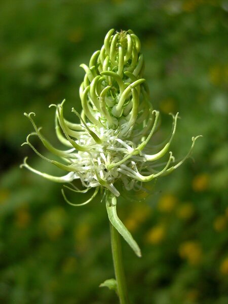 Phyteuma spicatum L. subsp. spicatum