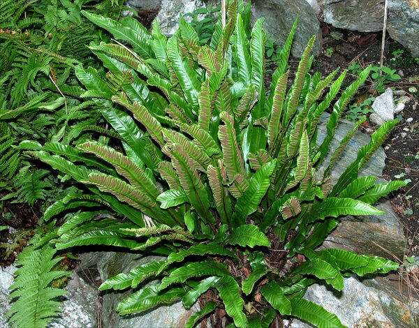 Asplenium scolopendrium L. subsp. scolopendrium