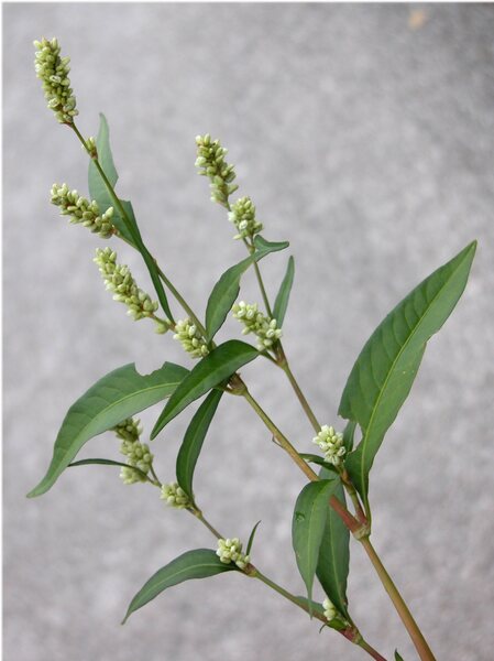 Persicaria lapathifolia (L.) Delarbre subsp. pallida (With.) Á.Löve