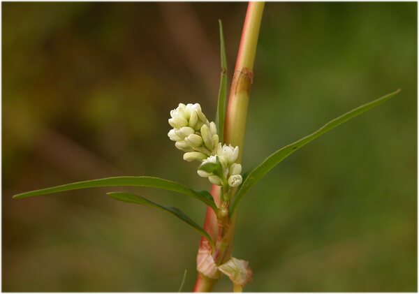 Persicaria lapathifolia (L.) Delarbre subsp. pallida (With.) Á.Löve