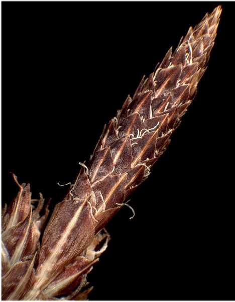 Carex fritschii Waisb.