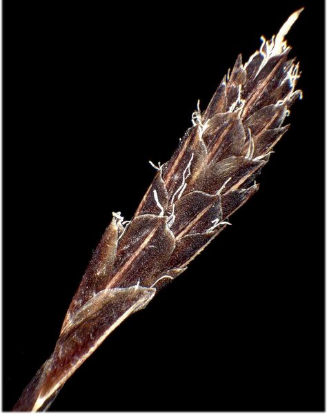 Carex sempervirens Vill. subsp. sempervirens