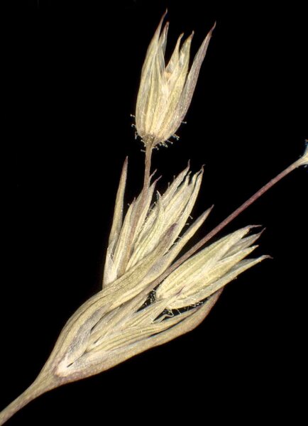 Sabulina tenuifolia (L.) Rchb. subsp. tenuifolia