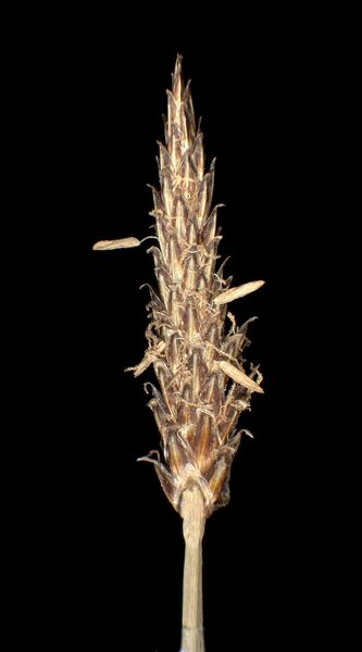 Eleocharis palustris (L.) Roem. & Schult. subsp. palustris