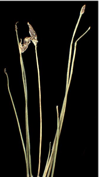 Eleocharis acicularis (L.) Roem. & Schult.