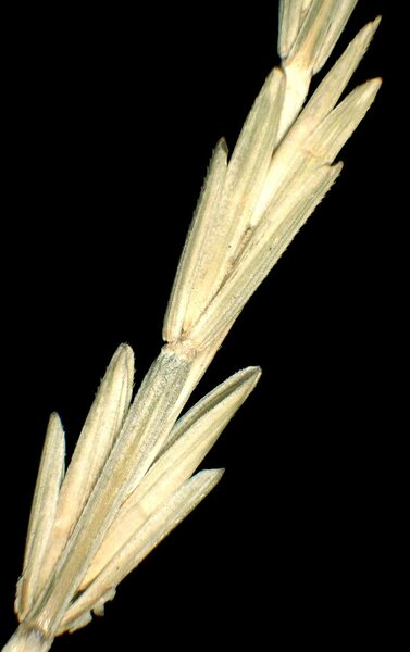 Thinopyrum intermedium (Host) Barkworth & D.R.Dewey subsp. intermedium