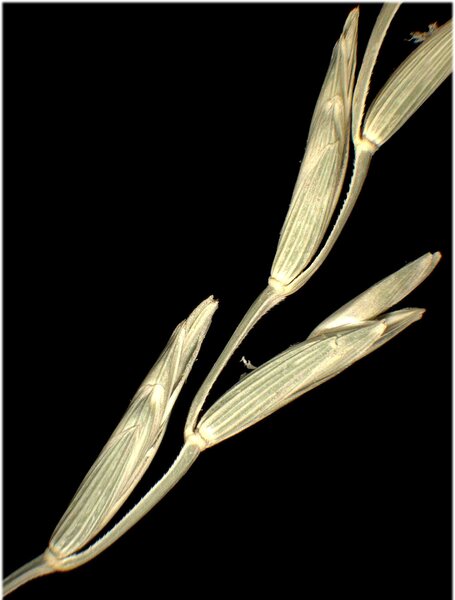 Thinopyrum intermedium (Host) Barkworth & D.R.Dewey subsp. intermedium