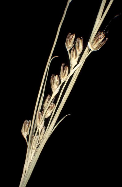 Juncus gerardi Loisel. subsp. gerardi