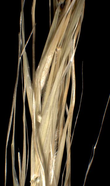 Stipa eriocaulis Borbás subsp. eriocaulis