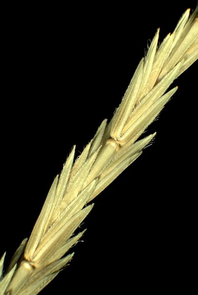 Thinopyrum intermedium (Host) Barkworth & D.R.Dewey subsp. barbulatum (Schur) Barkworth & D.R.Dewey