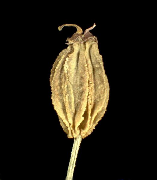 Pleurospermum austriacum (L.) Hoffm.