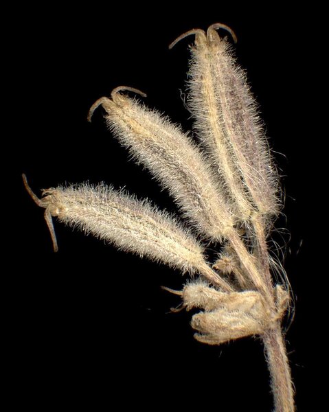 Athamanta cretensis L.