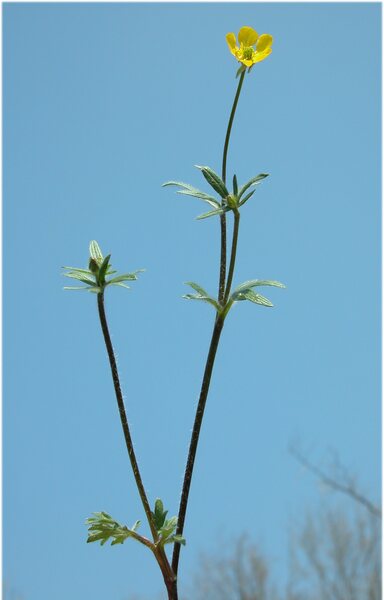 Ranunculus bulbosus L.
