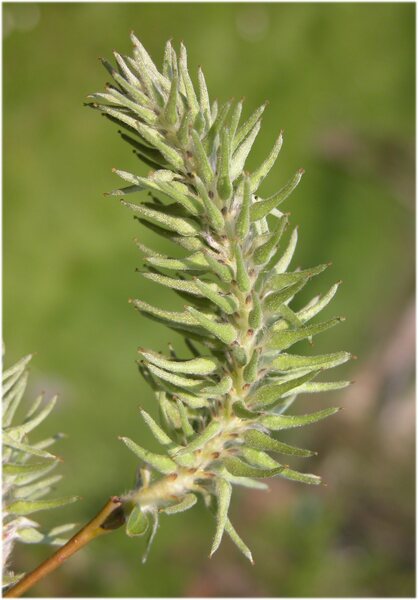 Salix atrocinerea Brot. subsp. atrocinerea