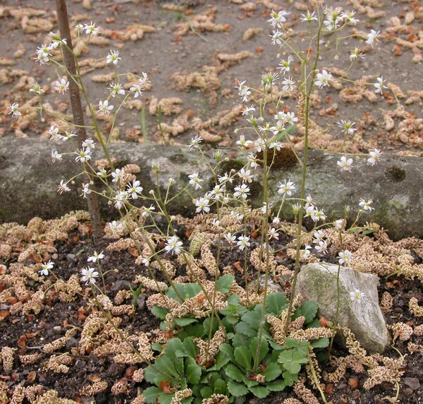 Saxifraga cuneifolia L. subsp. cuneifolia