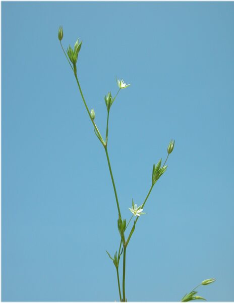 Sabulina tenuifolia (L.) Rchb. subsp. tenuifolia