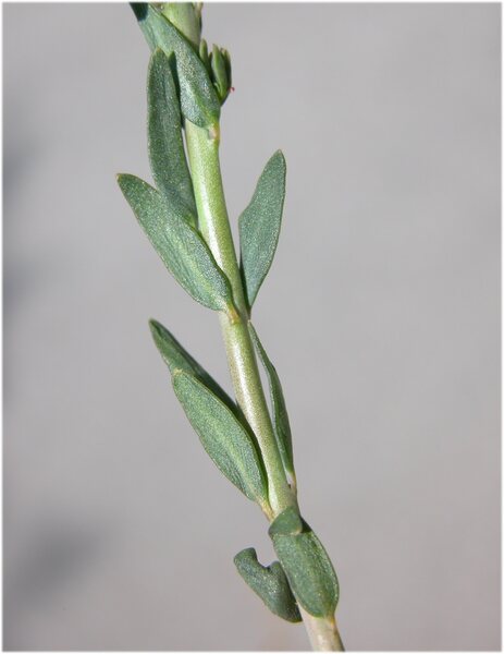 Aethionema saxatile (L.) W.T.Aiton