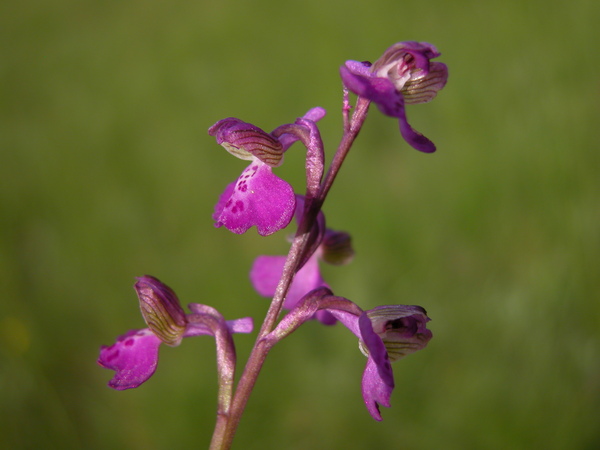 Anacamptis morio (L.) R.M.Bateman, Pridgeon & M.W.Chase