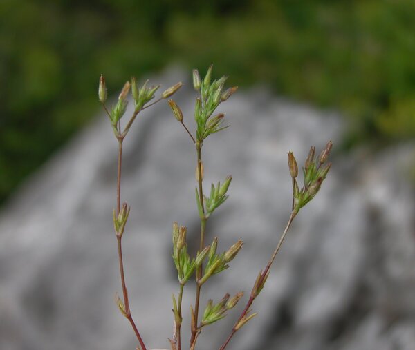 Sabulina mediterranea (Ledeb. ex Link) Rchb.