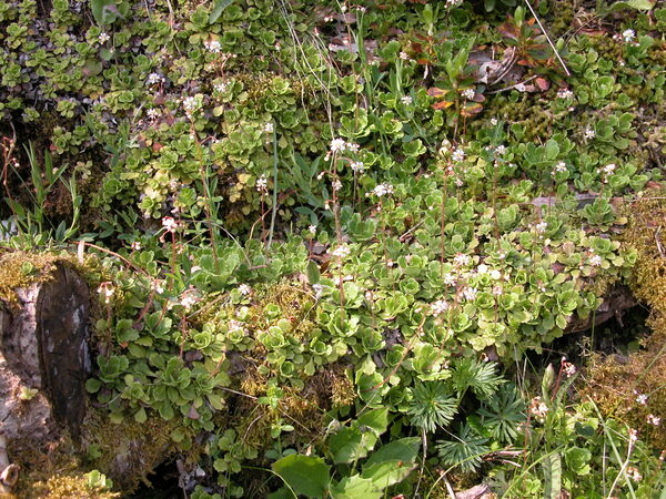 Saxifraga cuneifolia L. subsp. robusta D.A.Webb