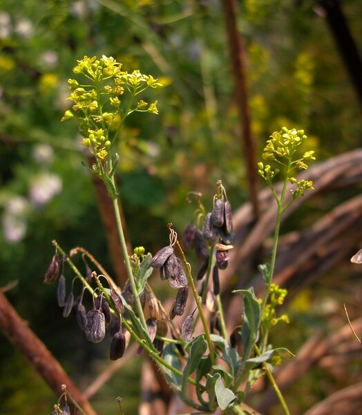 Isatis tinctoria L. subsp. tinctoria