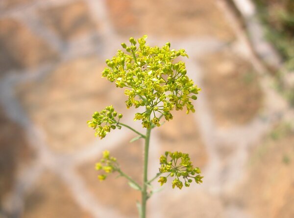 Isatis tinctoria L. subsp. tinctoria