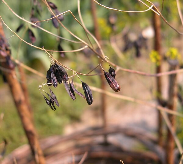 Isatis tinctoria L. subsp. tinctoria